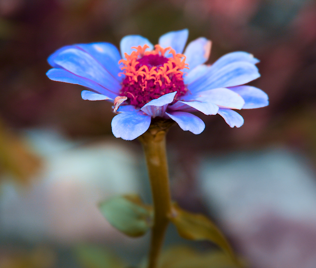 flower colors.webp