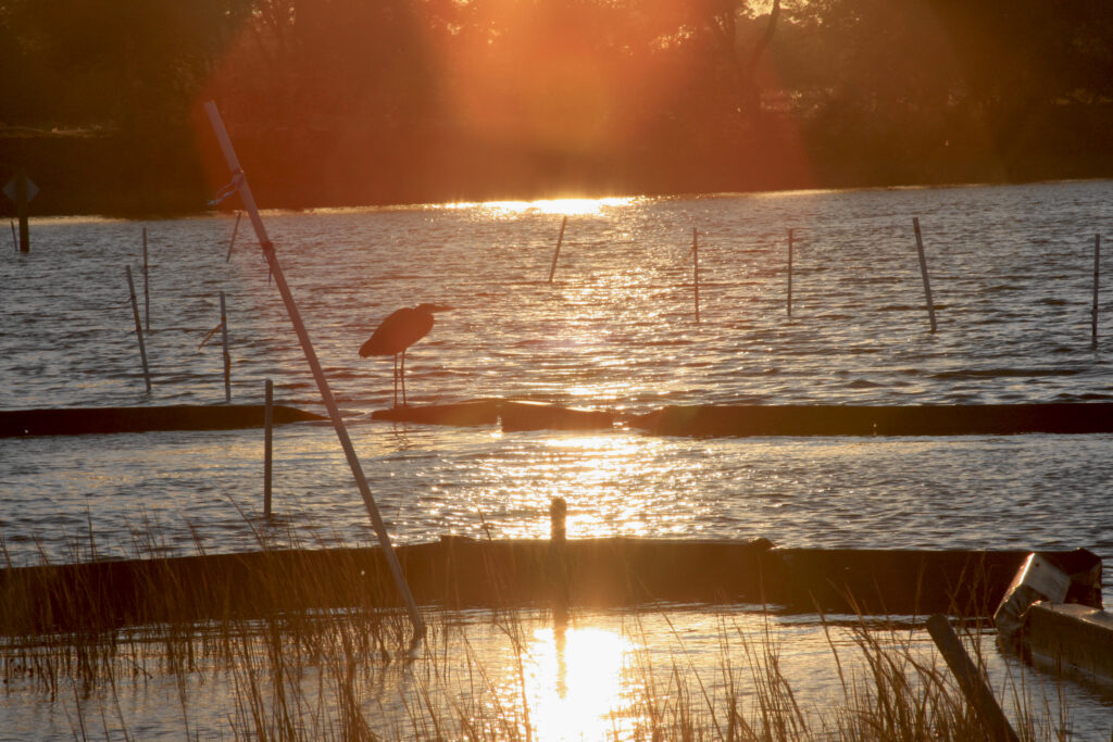 heron halo